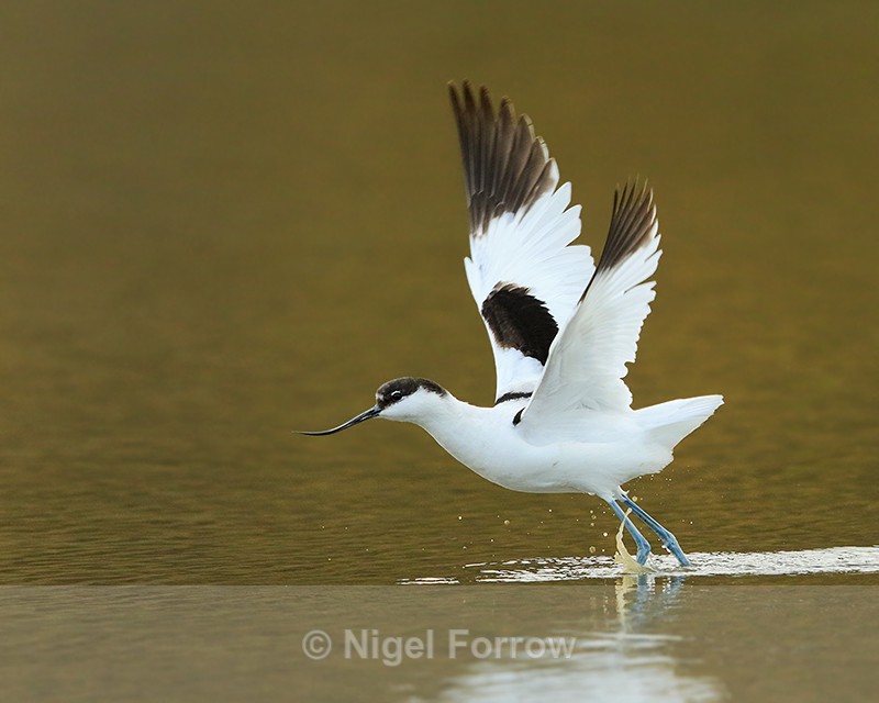 Avocet about to take off from the lagoon on Brownsea Island - Avocet