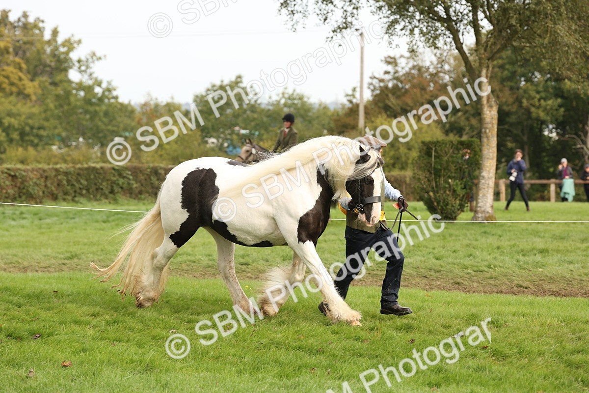 SBM_56832 - S54 - Piebald & Skewbald Horse In Hand