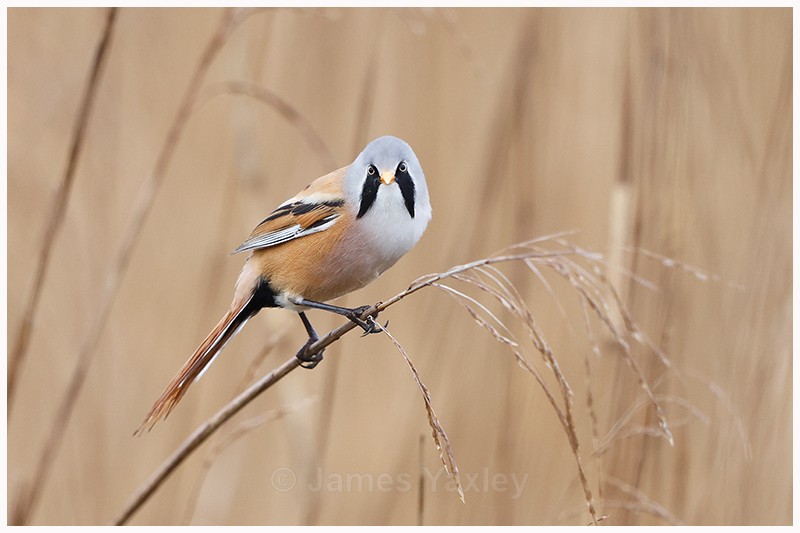 Bearded Tit Portrait - Latest Work