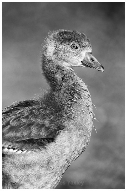 Egyptian Gosling Portrait - Latest Work