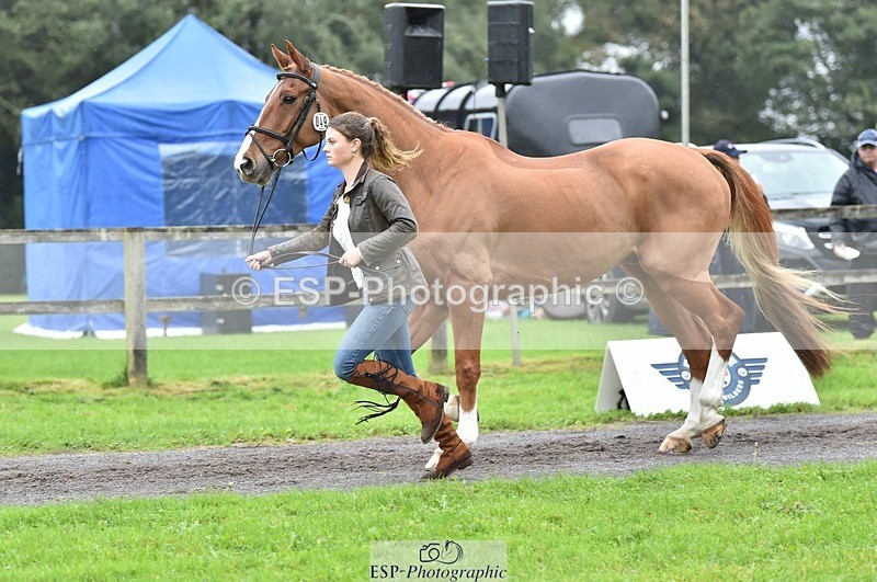 231018-123724-00403 - 049-AUGUSTUS.IMPERIOUS-Ines.Mitchell-TrotUp