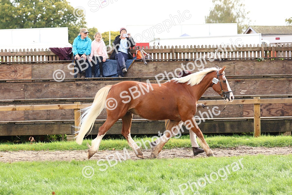 SBM_39428 - S24 - Young Veteran In Hand