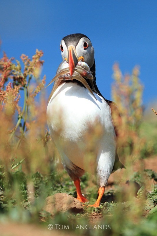 Puffin - Gannets and Puffins