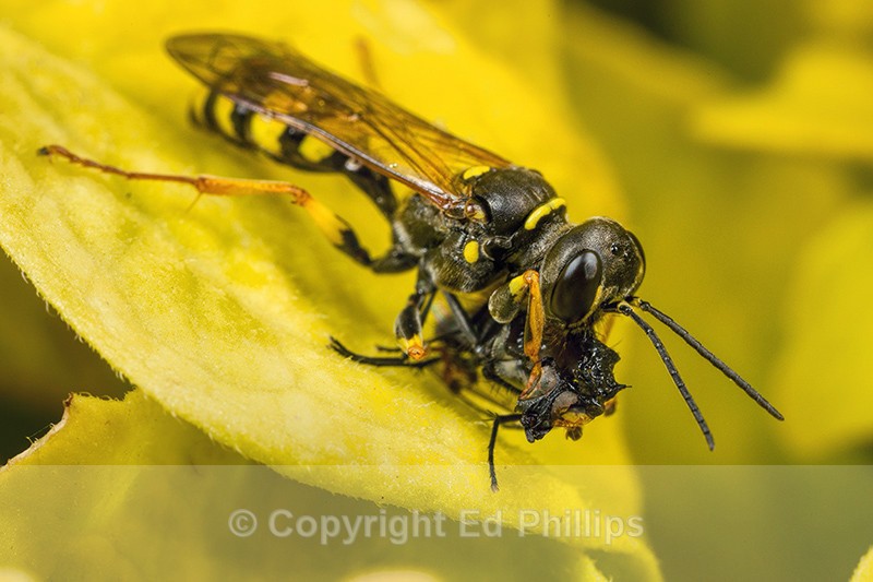Mellinus arvensis (f) - Mellinus arvensis