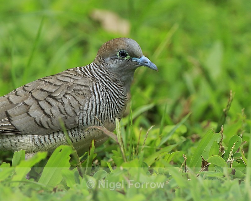 Zebra Dove close-up, Hawaii - Zebra Dove