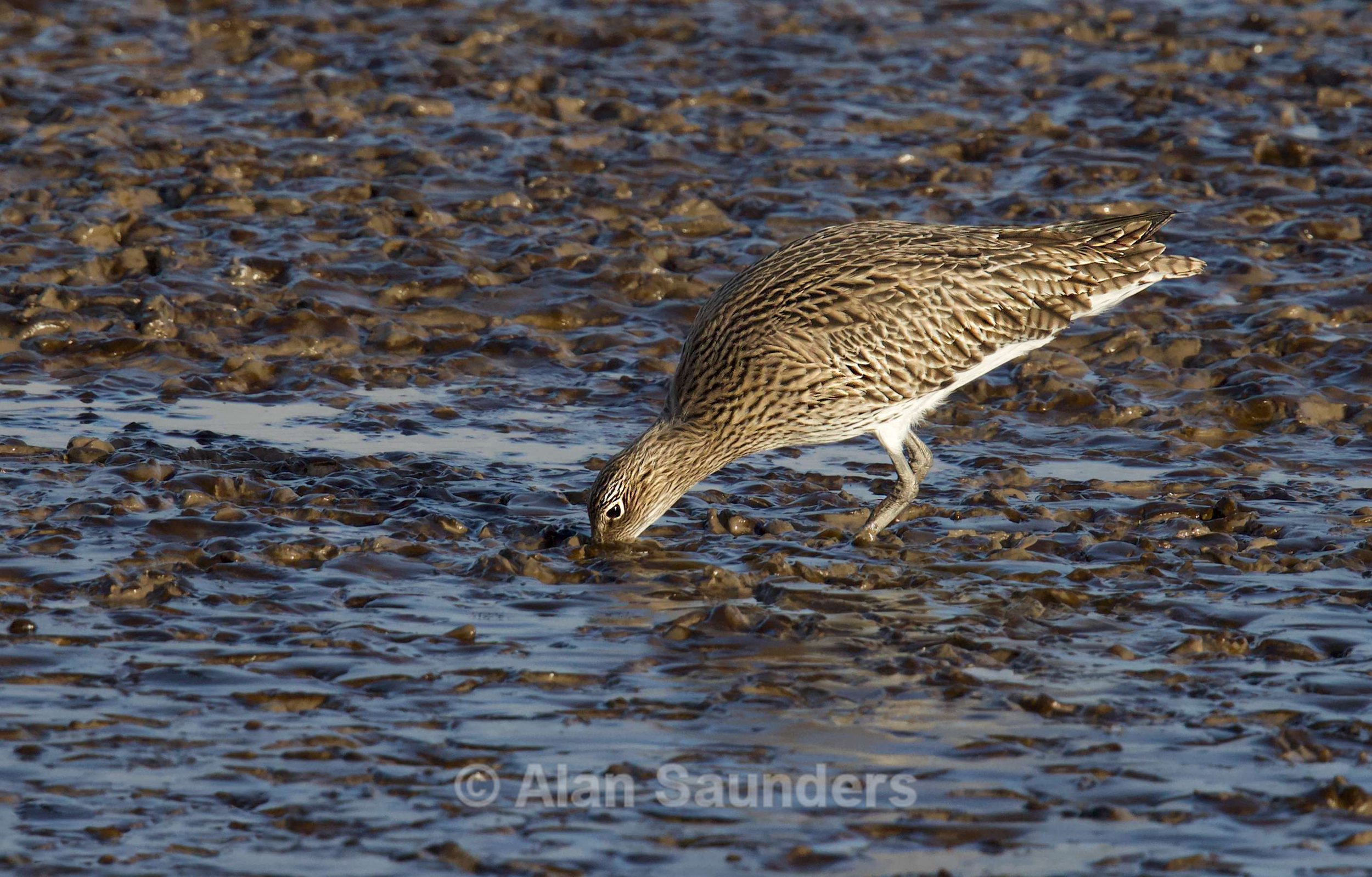 Eurasian Curlew 73