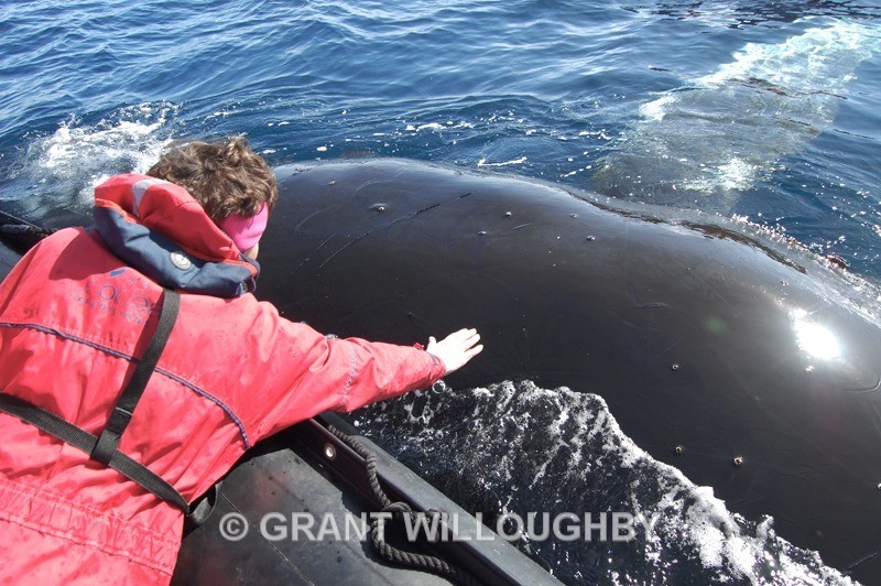 Monica stroking humpback - photo by Jenny - Antartica