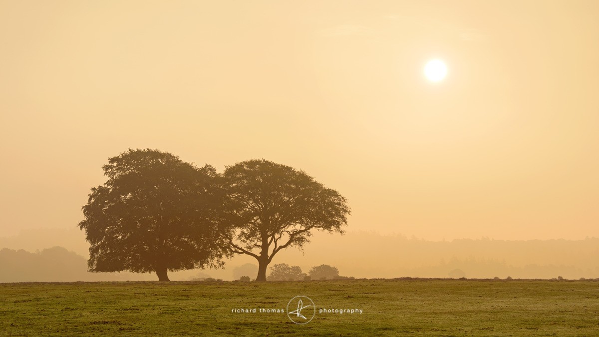 Dawn duo - One2Tree