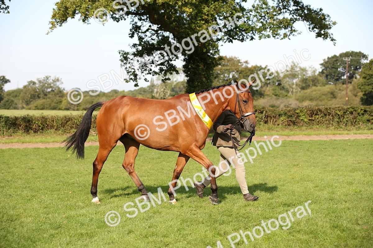 SBM_60143 - S53 - Hunter In Hand