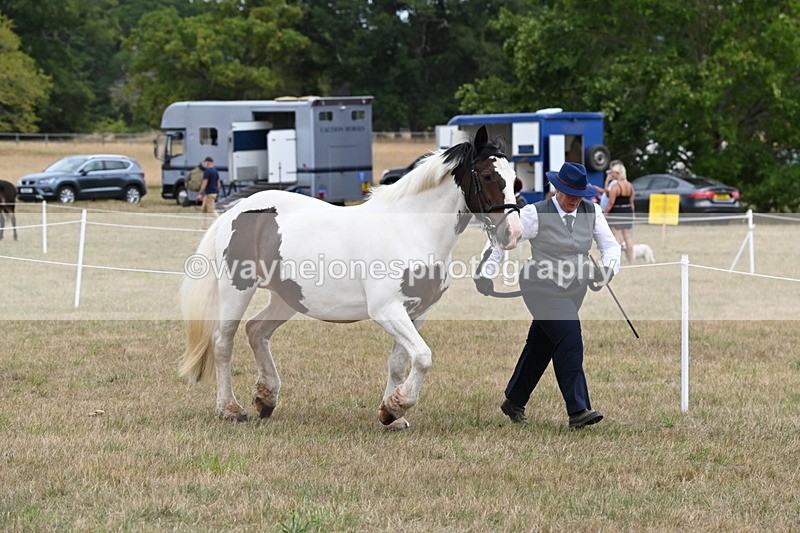 WJ6_5309 - Class 18 In-hand Coloured