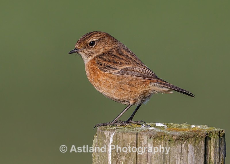 Astland Photography, Bird and Wildlife Images, Susan and Peter Wilson, U.K