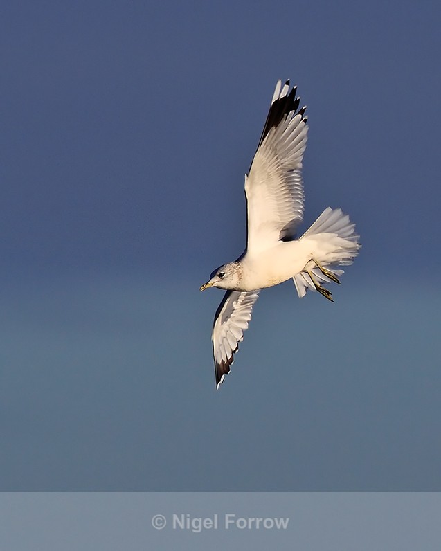 Common Gull (non-breeding adult) in flight over Brownsea Lagoon - Common Gull