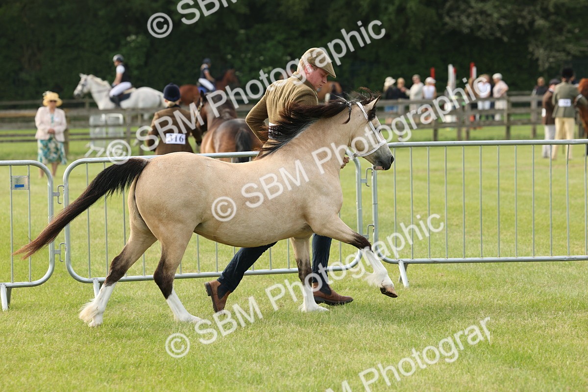 SBM_00493 - Class 6-13 - Mountatin and Moorland In Hand Welsh Breeds