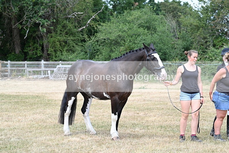 WJ7_1805 - Class 4a Prettiest Mare 14.2hh and over hand