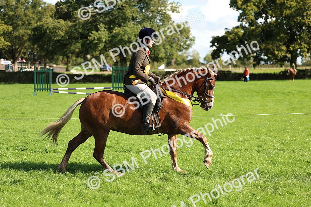 SBM_45471 - S33 - Working Hunter Pony
