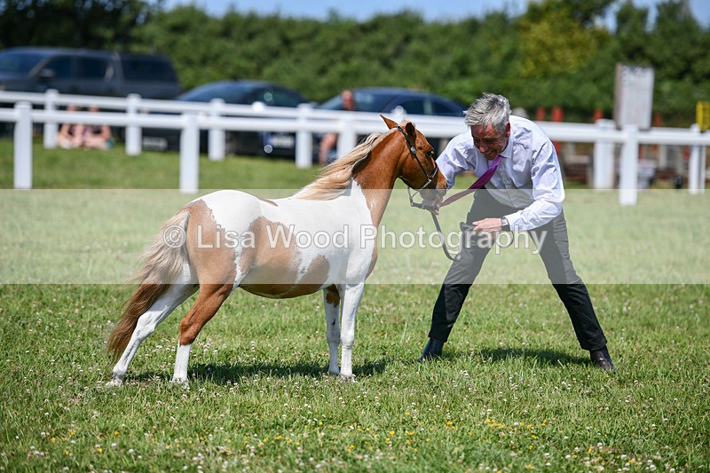 DSC_7185 - Class 61: Miniature Horse 4yrs & over
