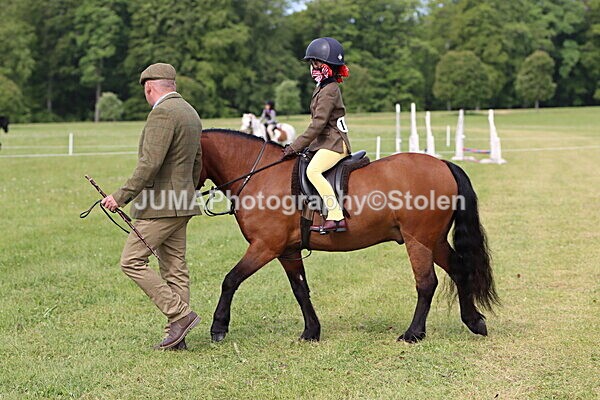 IMG_2304 - Working Hunter
