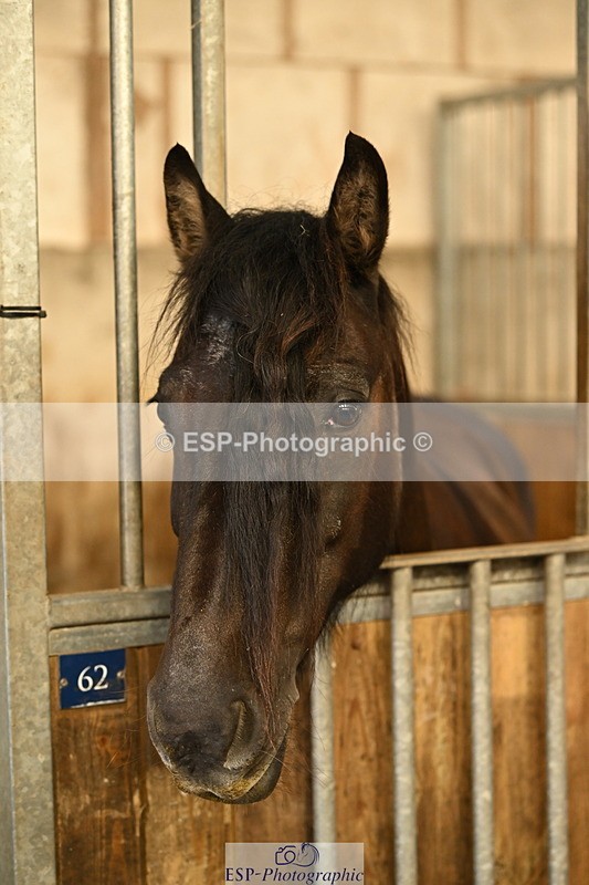 240809A-085557-00031 - Stable Shots