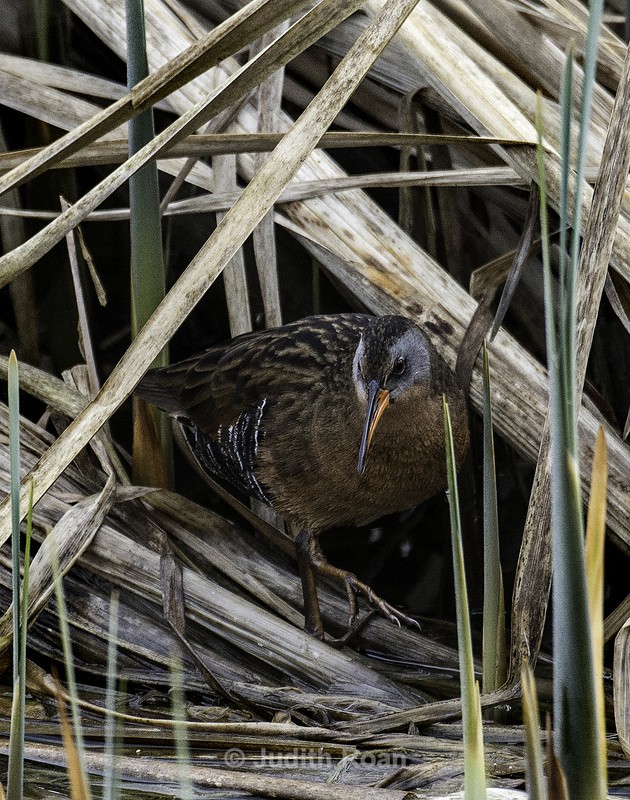 Virginia Rail - Reifel Refuge