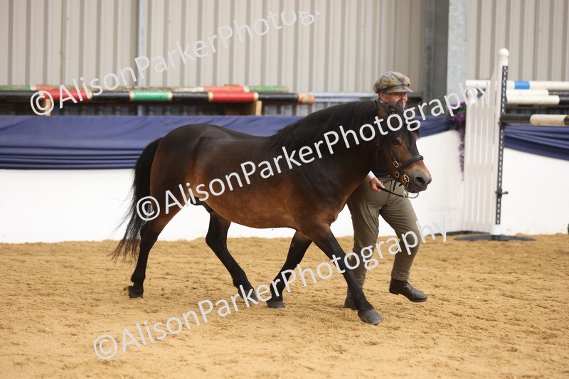 20260913-1750 - Class 117 - Stallion 4years and over