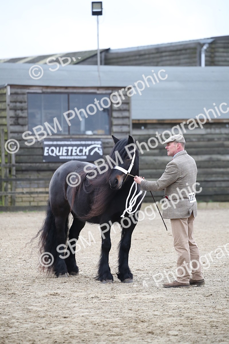 SBM_004050 - Class 1-4 - Young Stock classes Inc. In Hand Championship