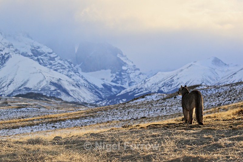Female Puma Dania, Torres del Paine, Chile - Puma