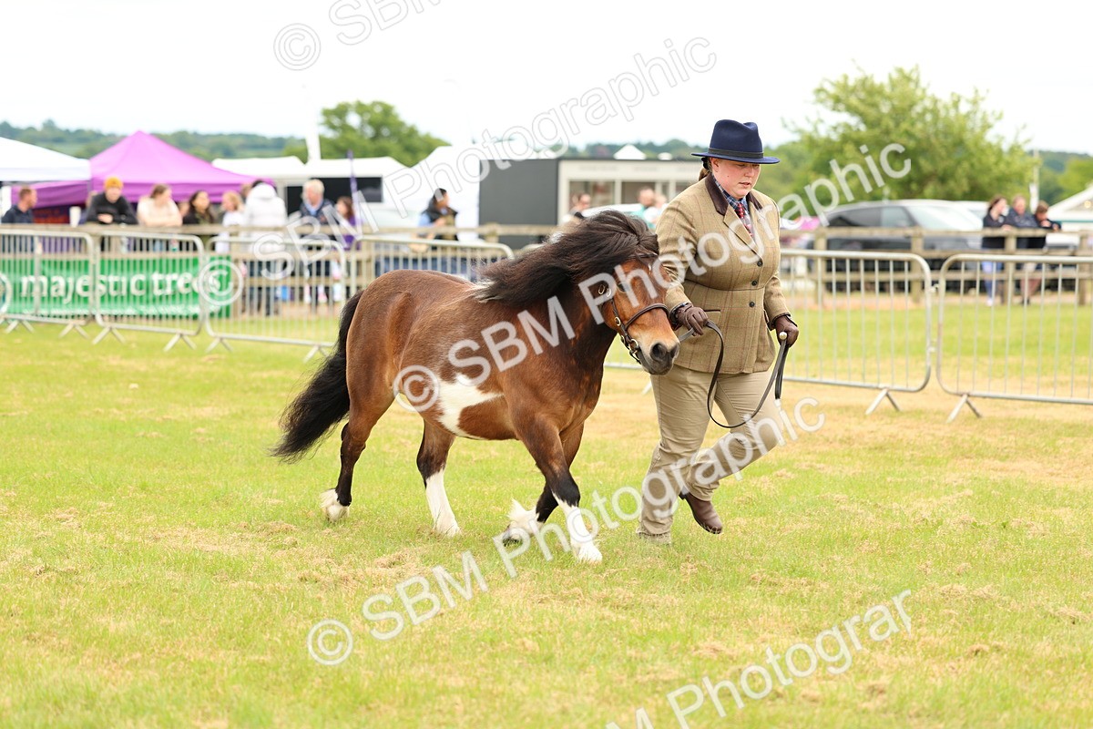 SBM_04384 - Class 64-67 - Shetland Pony In Hand