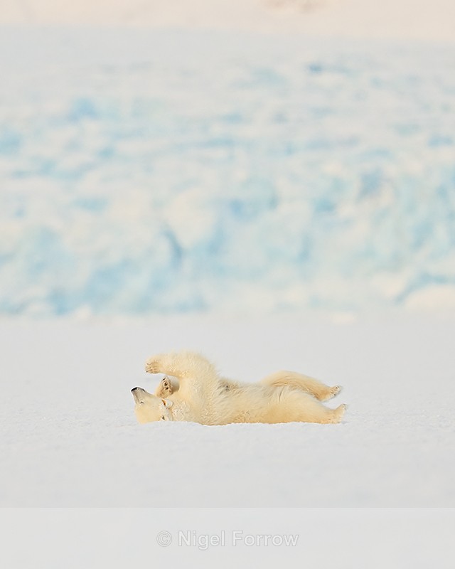 Polar Bear (female) rolling on back in snow, Svalbard, Norway - Polar Bear