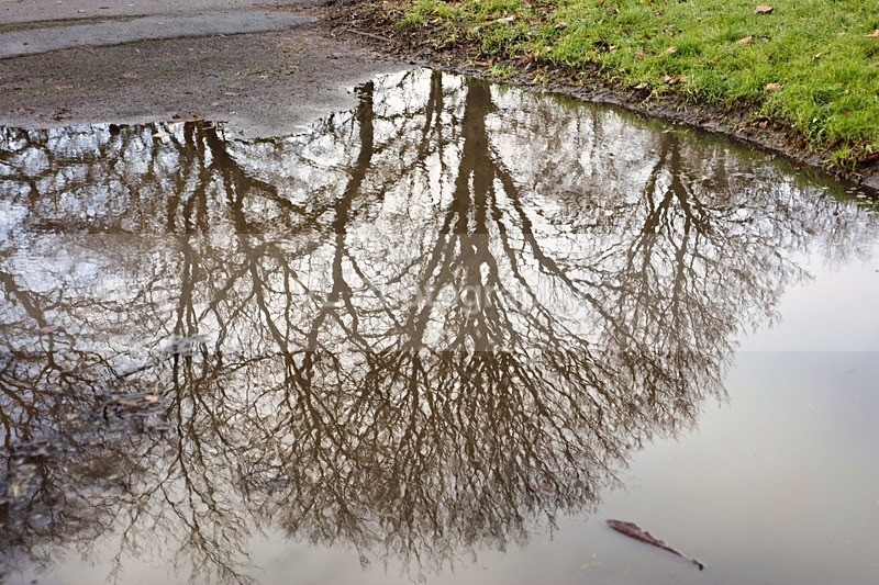 Trees - Plants and Trees