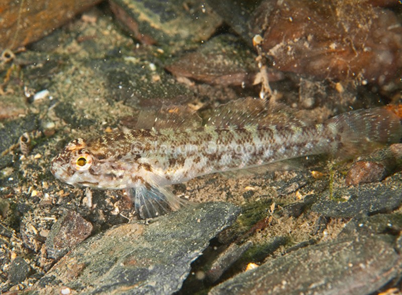 Gobius paganellus