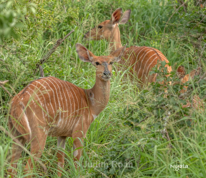  - South Africa Birds and Mammals