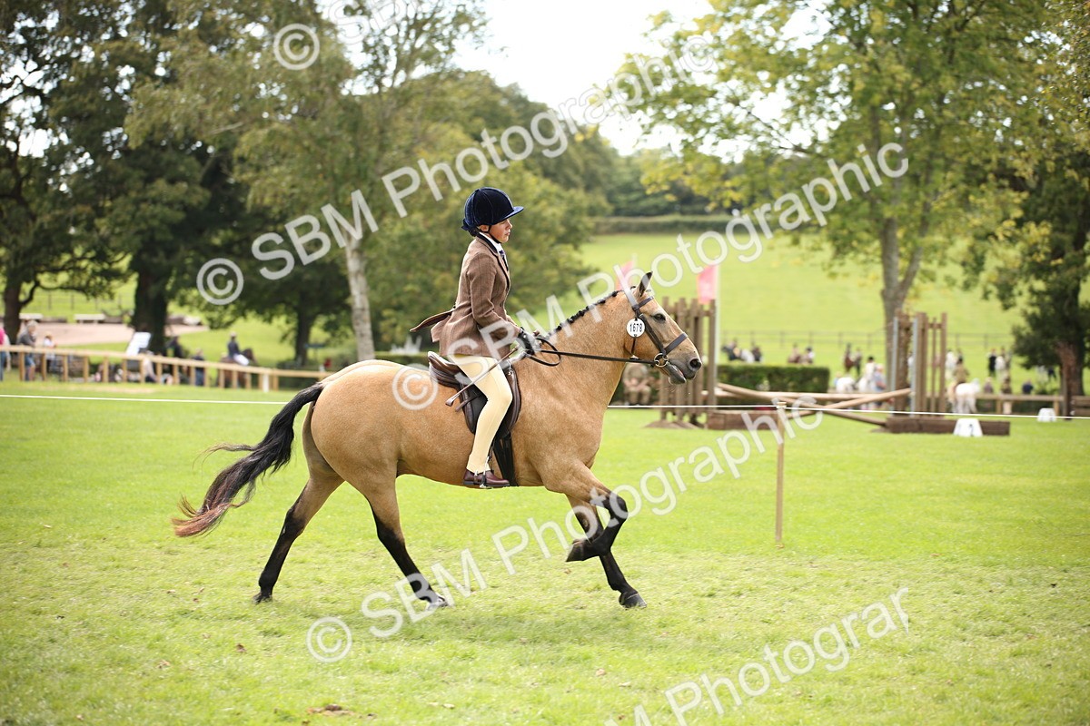 SBM_42344 - S13 - Pony Club Pony
