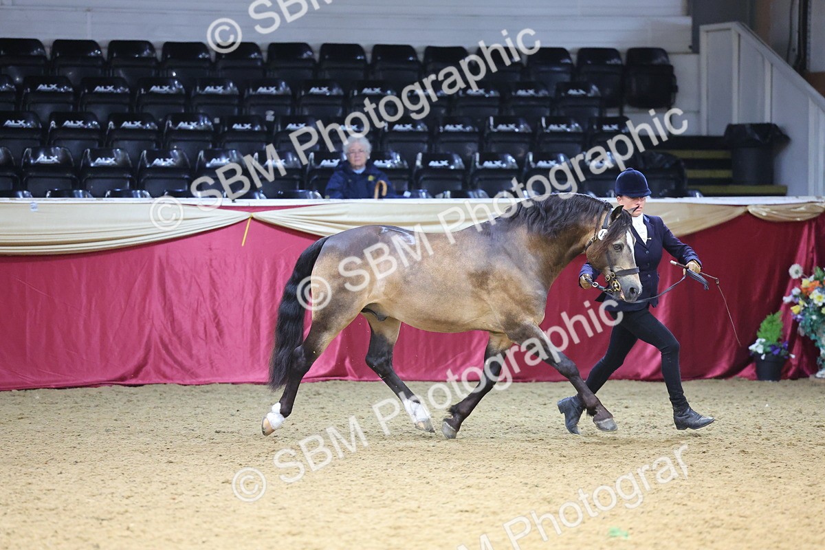 SBM_22671 - Class 903 - Supreme Final - IH Pre Vet