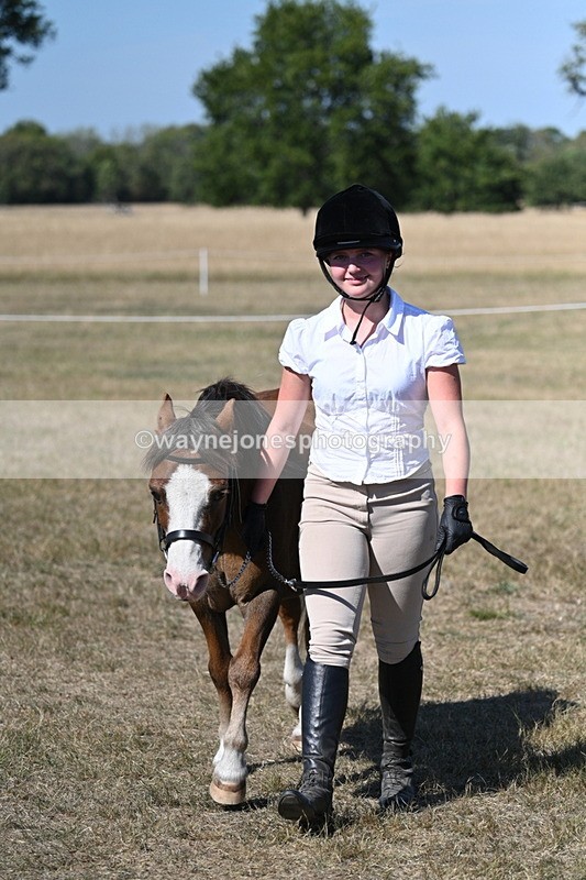 WJ7_1562 - Class 42 Most Handsome Gelding