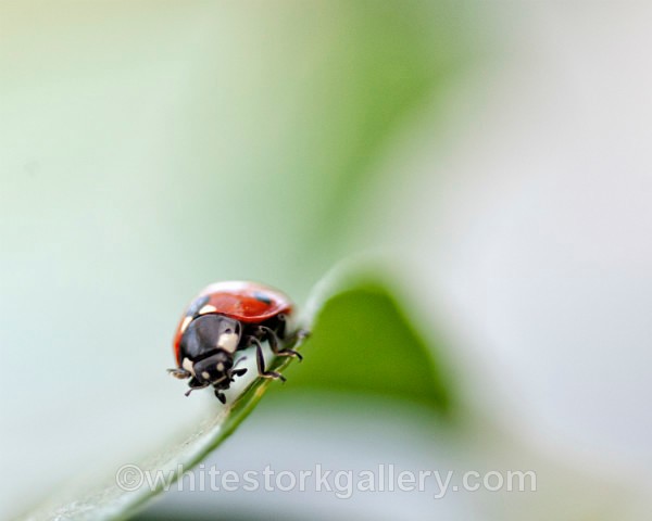 Ladybird - Up Close !