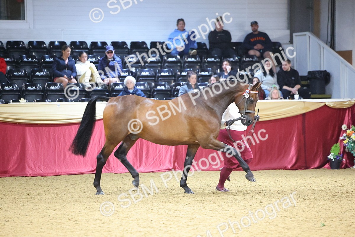 SBM_18811 - Class E IH Horse Champ