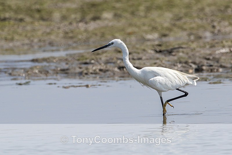 Little Egret - Morocco