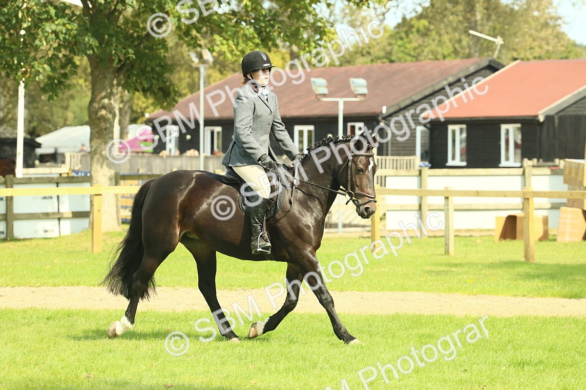 SBM_66651 - S34 - Rehabilitated Rescue Horse & Pony In Hand & Ridden