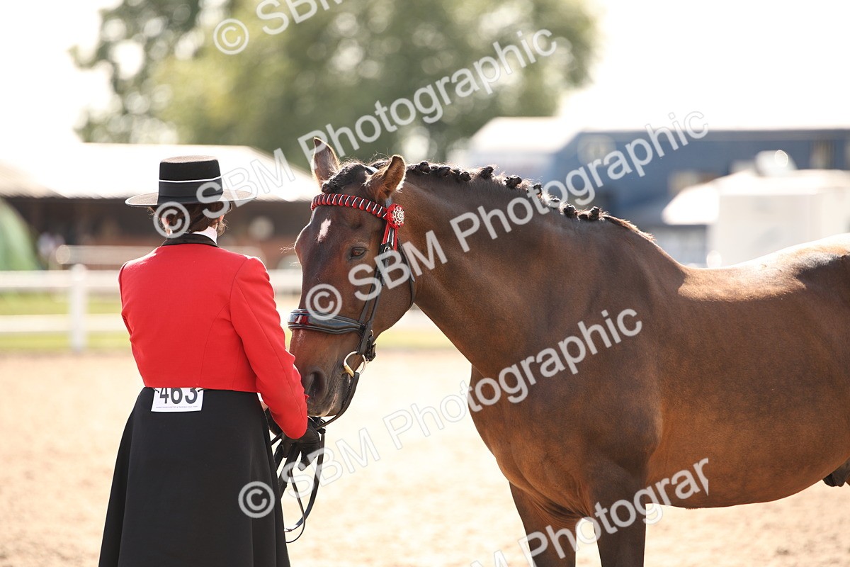 SBM_07419 - Class 26 IH Foreign Breeds -Part bred
