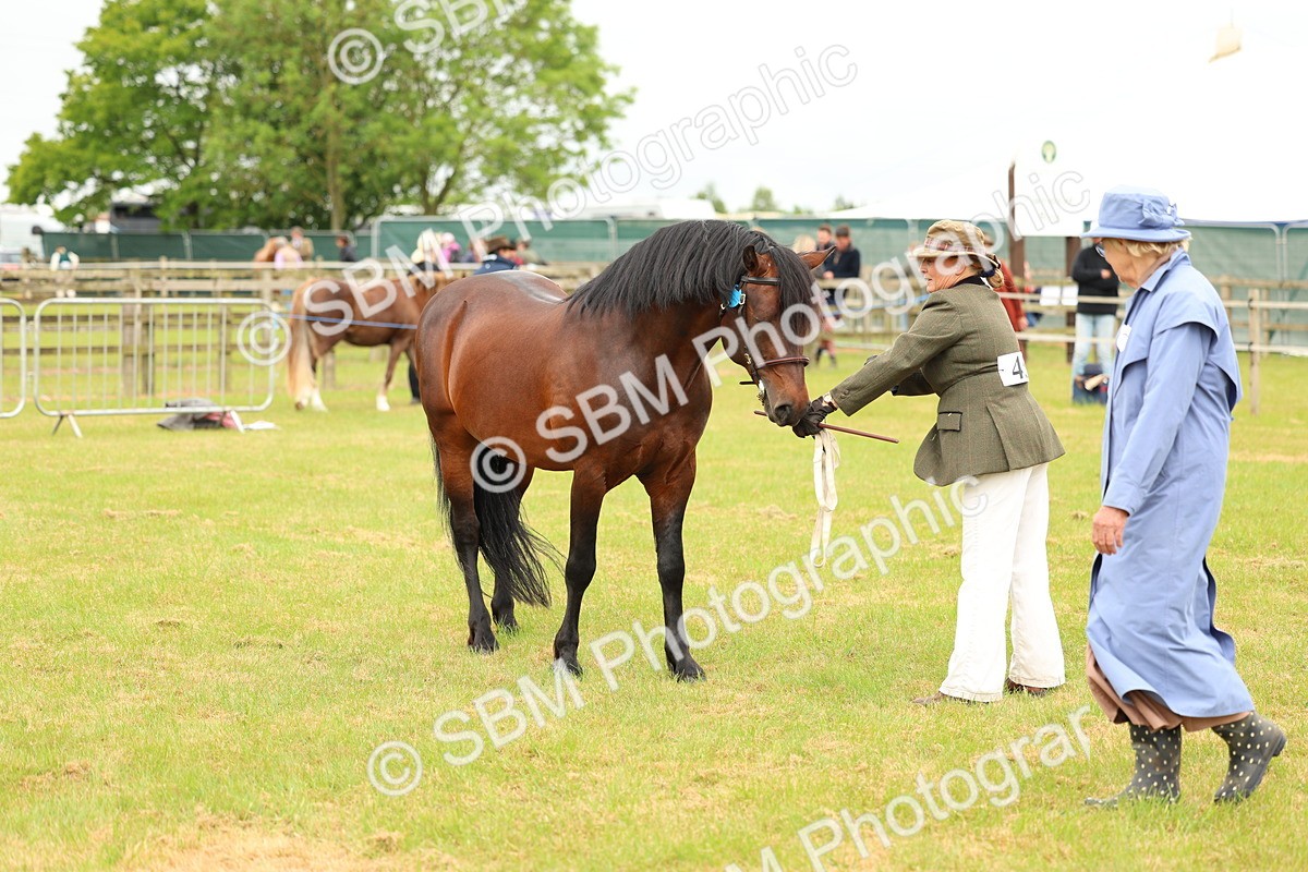SBM_04194 - Class 64-67 - Shetland Pony In Hand