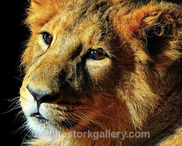The Lion Cub - Wildlife and Animals