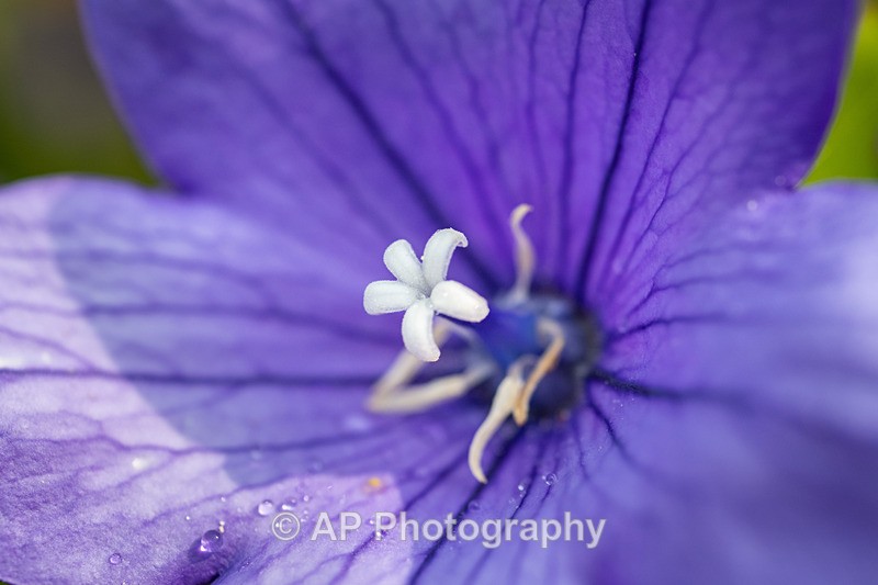 ANT_8842-1 - Plants