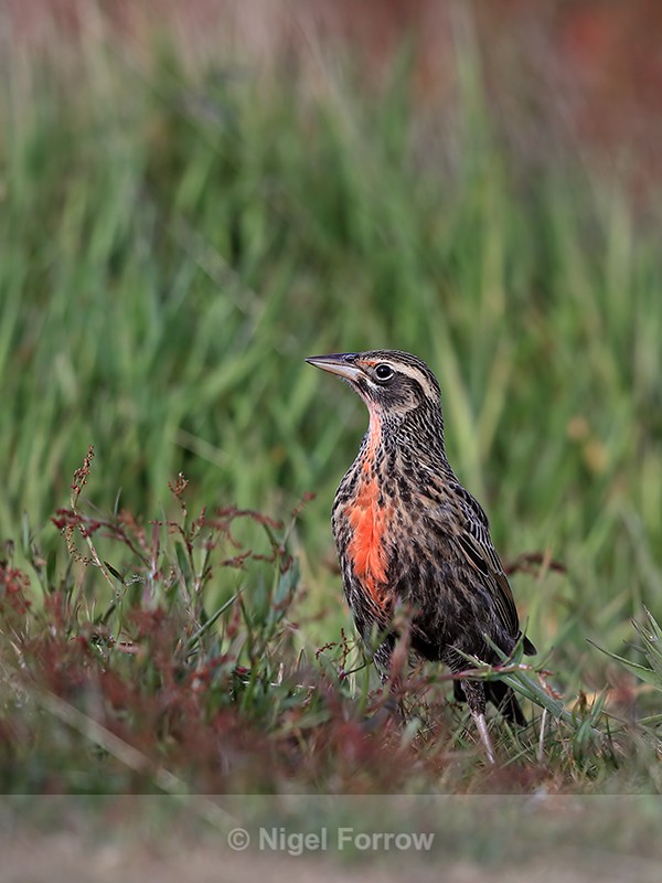 Long-tailed Meadowlark, Carcass Island, Falklands - Long-tailed Meadowlark