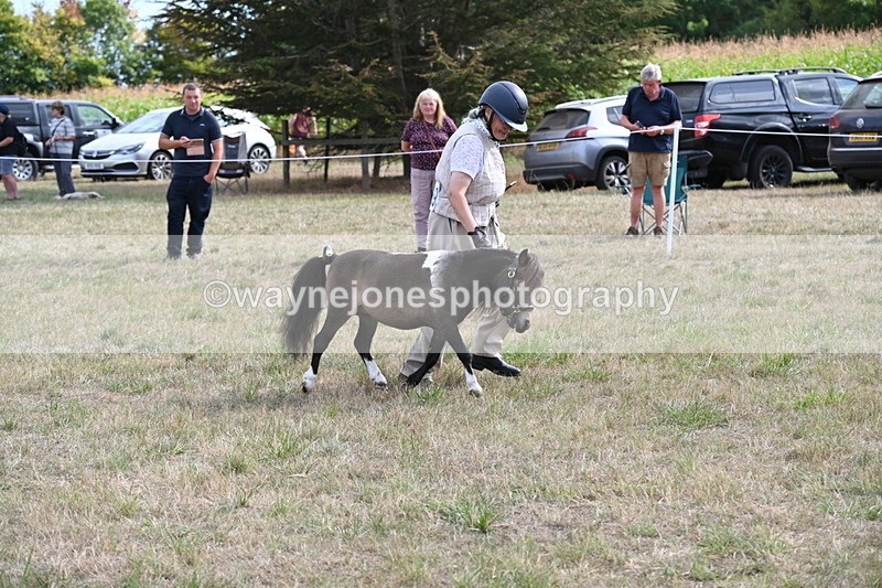 WJ6_7008 - Class 21 Shetland & Mini Horses