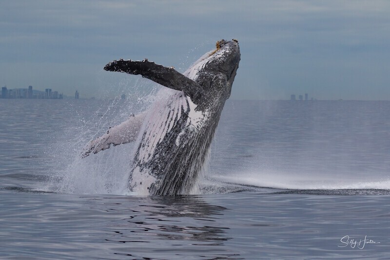 0A3A6363. Breach in Glassy Water 12 - 2023 Whale Photos