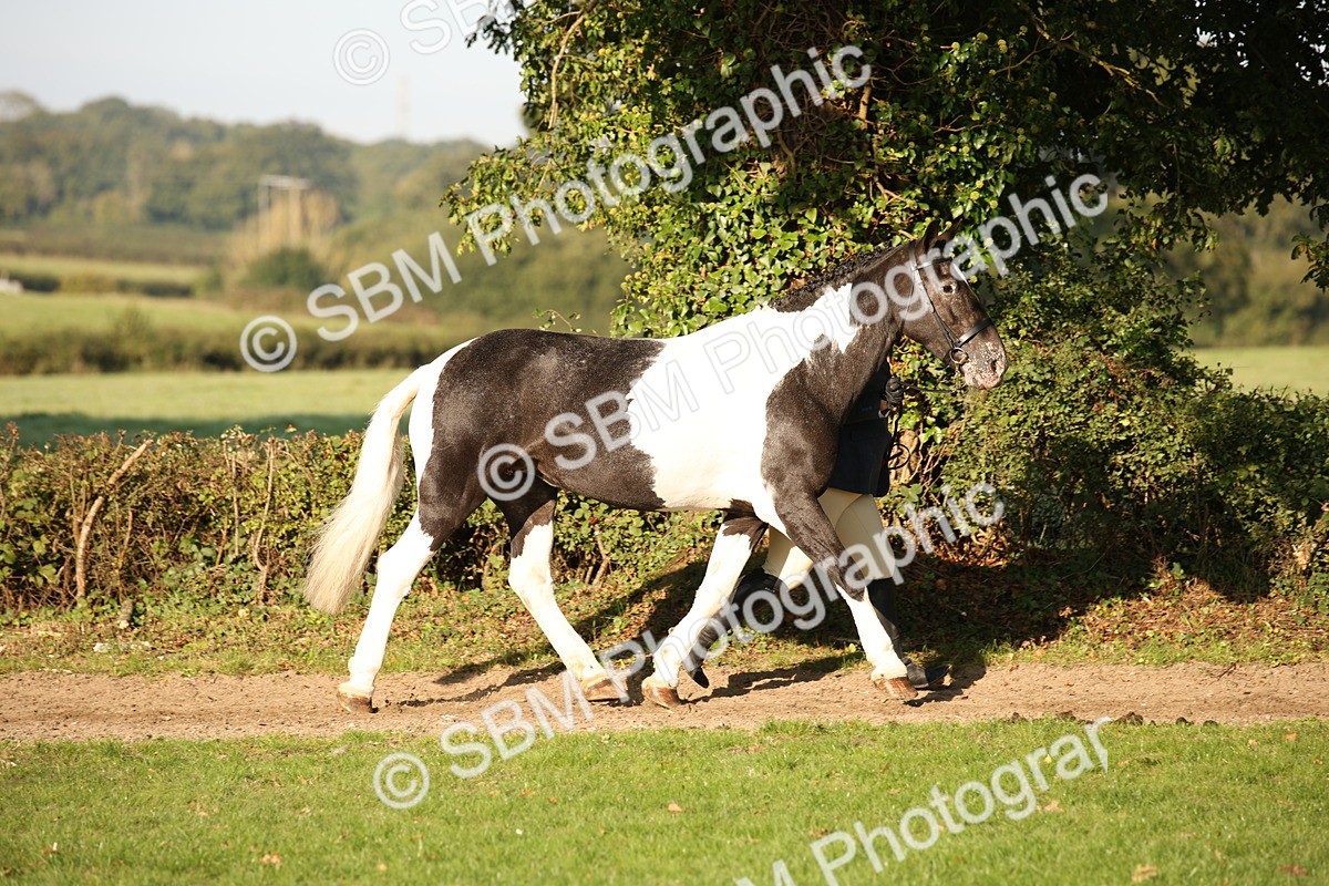 SBM_58677 - S51 - Piebald & Skewbald Horse In Hand