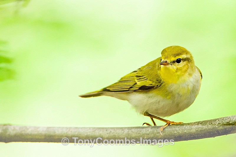 Wood Warbler - Birds
