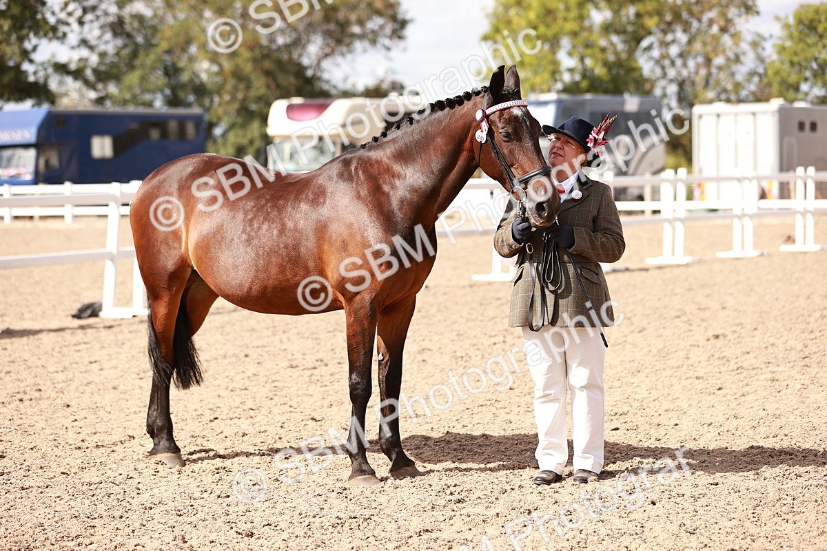 SBM_14207 - Class 407 - IH Hack Riding Horse