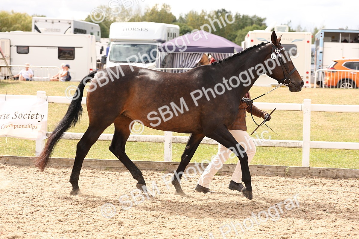 SBM_14671 - Class 208 - IH Veteran Horse