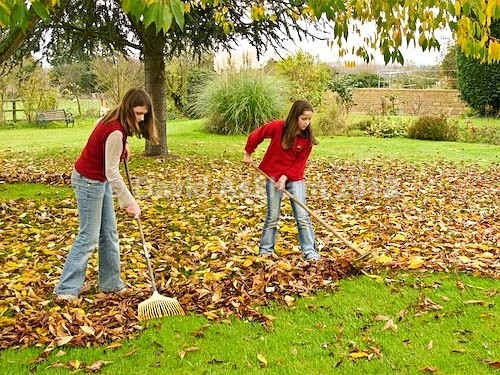 Raking leaves - Autumn